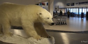 Polar bear in the entry hall of the airport in Spitsbergen (Norway).