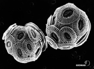 The calcifying coccolithophore Emiliania huxleyi